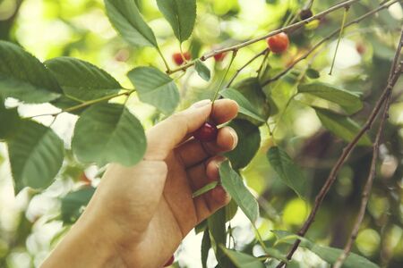 woman hand holding red cherry in tree