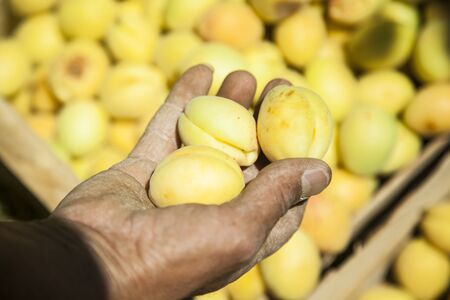 woman sort the apricots in a box in garden