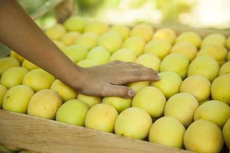 woman sort the apricots in a box in gardenの写真素材