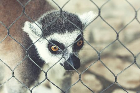 white and black lemur in the nature