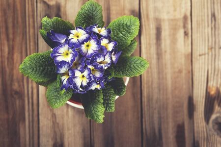 Simple beautiful violet in a pot on a wooden table has blossomed.の写真素材