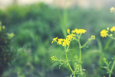 Spring background with beautiful yellow flowers in the parkの写真素材