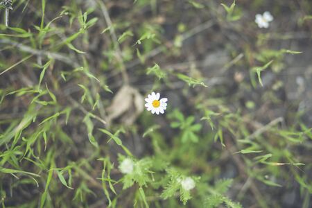 White and yellow flower against the background of May green grasses