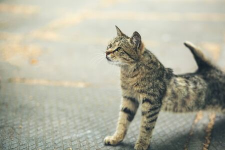 gray cat in green grass in natureの写真素材
