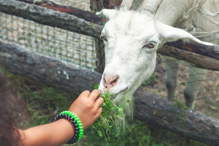 The little girl feeds a goat. The goat in the zooの写真素材