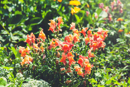 Beautiful Lily flower on green leaves backgroundの写真素材