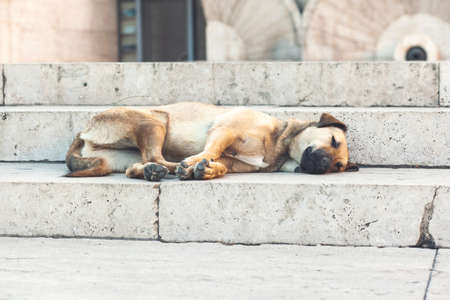 dog lying down taking a nap on the stairs.の写真素材