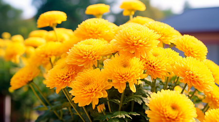 a bunch of flowers that are in the sunの素材