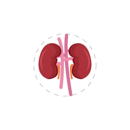 Kidneys vector clipart. Kidney isolated flat icon.のイラスト素材