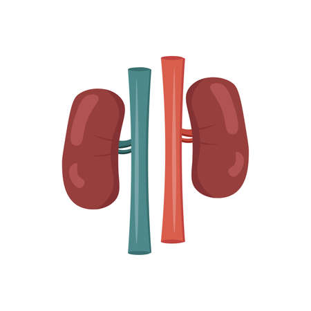 Kidneys vector clipart. Kidney isolated flat icon.のイラスト素材