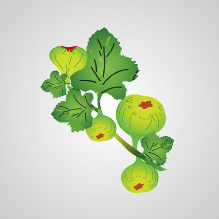 figs fruit isolated vector illustration on white backgroundのイラスト素材