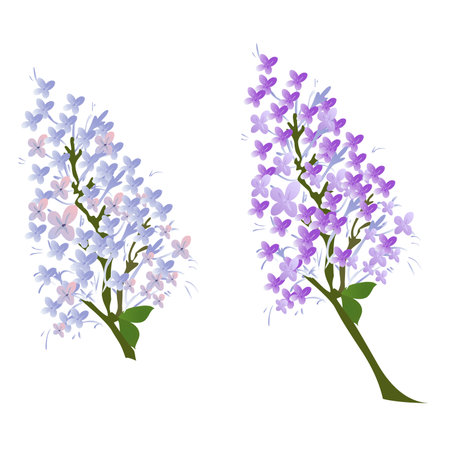 lilac isolated vector illustration on white backgroundのイラスト素材