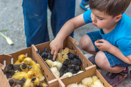 IZMIR, TURKEY - JULY 1: Chickens and sweet child on July 1, 2015 in Izmir