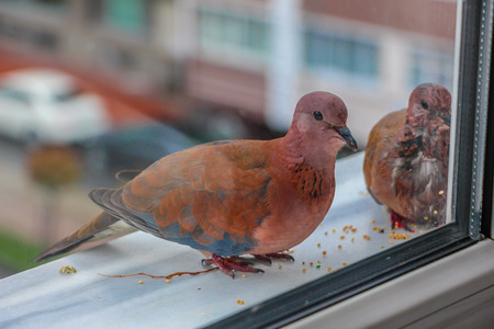 Laughing Dove Stretopelia senegalensisの写真素材