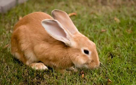 House pet rabbit bunny playing on the grassの写真素材
