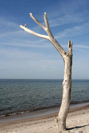 A dried-up tree at the beachの写真素材