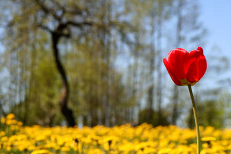 Spring in the villageの写真素材