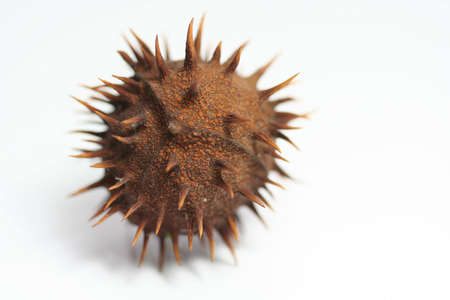 A conker on white backgroundの写真素材