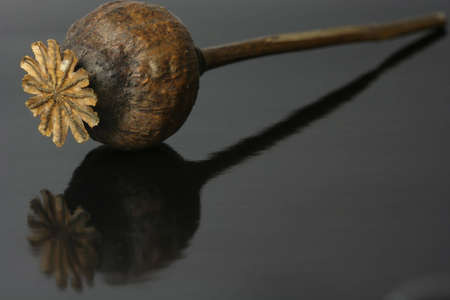 A dried-up poppy on a black backgroundの写真素材