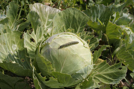Worm on a cabbage in summertimeの写真素材