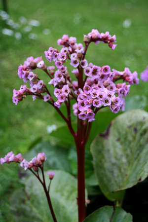 Flowerの写真素材