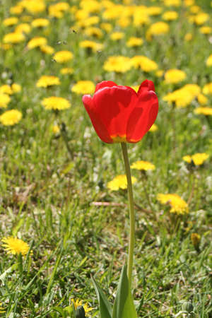 Tulip in a field of dandelionsの写真素材