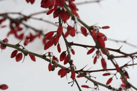 Red berriesの写真素材
