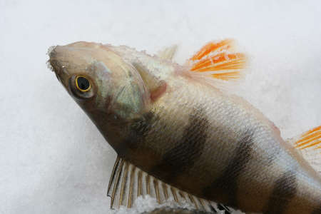 A fish on the snowの写真素材