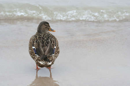 A duck near the waterの写真素材