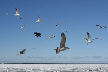 Birds flying in the skyの写真素材