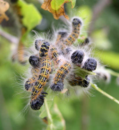 Worms on a treeの写真素材