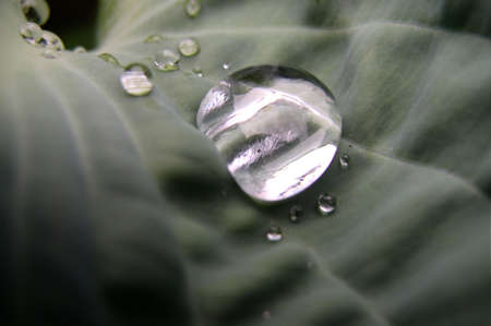 A drop of water on a leaf