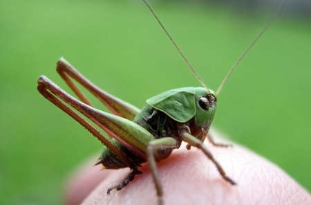 A super green grasshopper on a green backgroundの写真素材