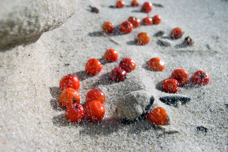 Berries on the sand with blowing windの写真素材