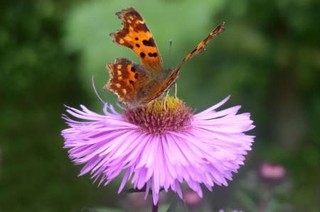 Butterfly on a flower in early autumnの写真素材