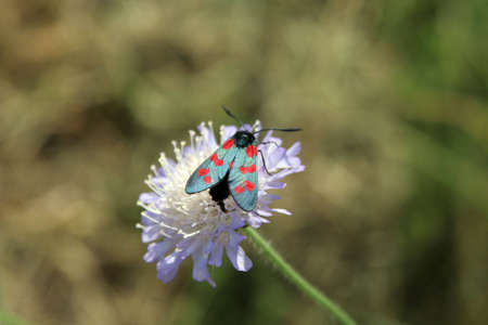 A bug on a flowerの写真素材