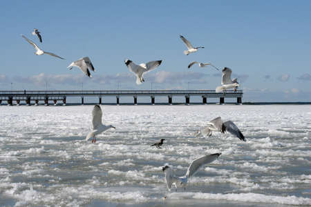 Birds and a frozen seaの写真素材