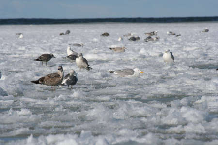 Birds on a frozen seaの写真素材