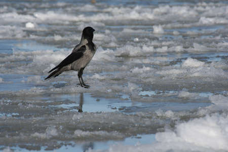 A crow on iceの写真素材
