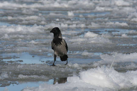 A crow walking on iceの写真素材