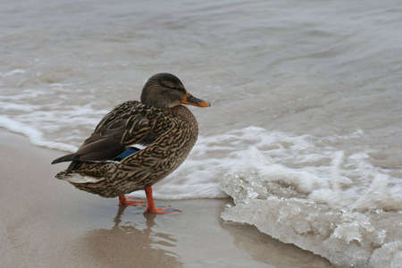 Duck in winterの写真素材
