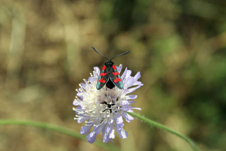 A bug on a flowerの写真素材