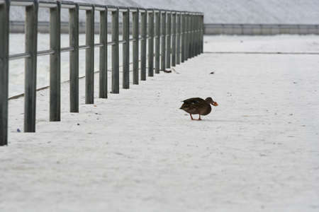 A duck near the fenceの写真素材