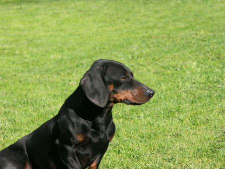 A sunlit dogの写真素材