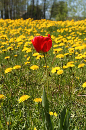 A red tulip in a field of dandelionsの写真素材