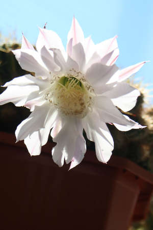 A cactus in bloom