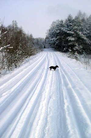 A winter scene - road with a dogの写真素材