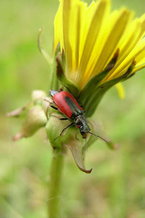 A red bug on a dandelion