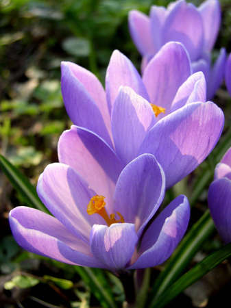 Crocus - a flower of spring
