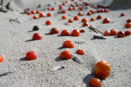 Berries on the sandの写真素材